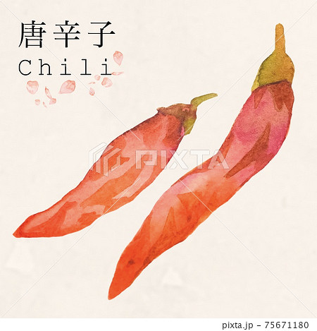 唐辛子 薬味の水彩イラスト 薬膳 漢方 カットイラスト 唐辛子 薬味の水彩イラスト 薬膳 漢方 カットイラスト 75671180