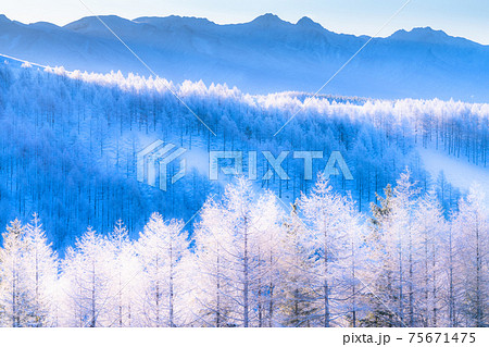 《長野県》霧氷の原生林・冬の霧ヶ峰高原 75671475