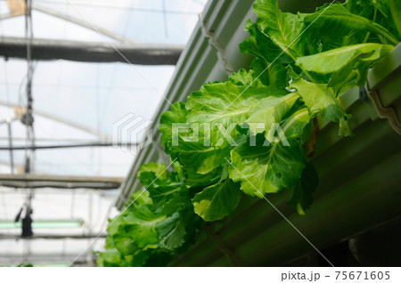 Vegetables are grown using fertigation system. Vegetables can be planted in a small space and arranged vertically. Using less soil and water mixed with fertilizer supplied by drip irrigation. Vegetables are grown using fertigation system. Vegetables can be planted in a small space and arranged vertically. Using less soil and water mixed with fertilizer supplied by drip irrigation. 75671605
