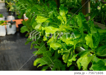 Vegetables are grown using fertigation system. Vegetables can be planted in a small space and arranged vertically. Using less soil and water mixed with fertilizer supplied by drip irrigation. Vegetables are grown using fertigation system. Vegetables can be planted in a small space and arranged vertically. Using less soil and water mixed with fertilizer supplied by drip irrigation. 75671606