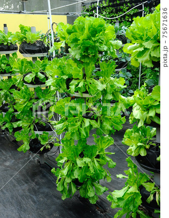 Vegetables are grown using fertigation system. Vegetables can be planted in a small space and arranged vertically. Using less soil and water mixed with fertilizer supplied by drip irrigation. Vegetables are grown using fertigation system. Vegetables can be planted in a small space and arranged vertically. Using less soil and water mixed with fertilizer supplied by drip irrigation. 75671636