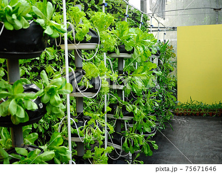 Vegetables are grown using fertigation system. Vegetables can be planted in a small space and arranged vertically. Using less soil and water mixed with fertilizer supplied by drip irrigation. 75671646