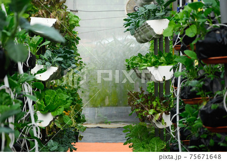 Vegetables are grown using fertigation system. Vegetables can be planted in a small space and arranged vertically. Using less soil and water mixed with fertilizer supplied by drip irrigation. 75671648