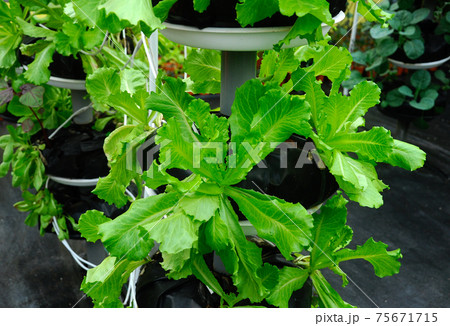 Vegetables are grown using fertigation system. Vegetables can be planted in a small space and arranged vertically. Using less soil and water mixed with fertilizer supplied by drip irrigation. Vegetables are grown using fertigation system. Vegetables can be planted in a small space and arranged vertically. Using less soil and water mixed with fertilizer supplied by drip irrigation. 75671715