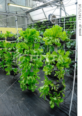 Vegetables are grown using fertigation system. Vegetables can be planted in a small space and arranged vertically. Using less soil and water mixed with fertilizer supplied by drip irrigation. Vegetables are grown using fertigation system. Vegetables can be planted in a small space and arranged vertically. Using less soil and water mixed with fertilizer supplied by drip irrigation. 75671716