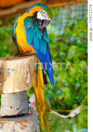 ルリコンゴウインコ ルリコンゴウインコ 75671774