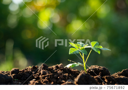 young tree growing in garden with sunlight and bokeh background. young tree growing in garden with sunlight and bokeh background. 75671892