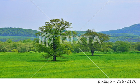 ハルニレの木 北海道豊頃町 ハルニレの木 北海道豊頃町 75672176