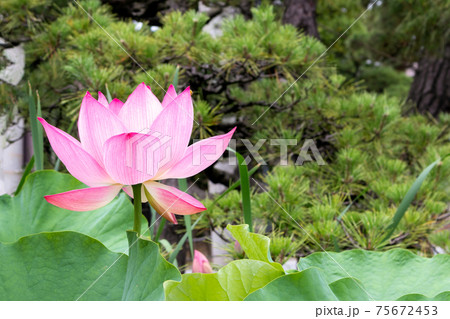 Lotus Flower at Hakusan Shrine in Niigata, Japan Lotus Flower at Hakusan Shrine in Niigata, Japan 75672453