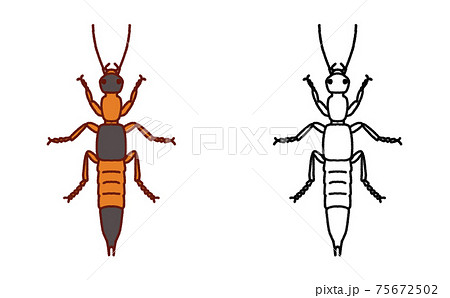 害虫 単体 アオバアリガタハネカクシ イラストのイラスト素材