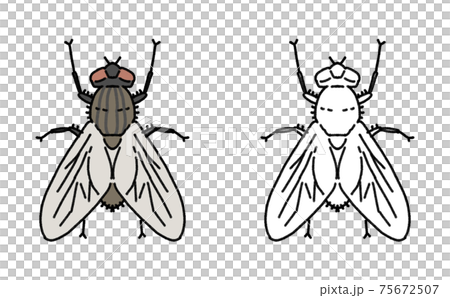 害蟲單蠅圖 75672507