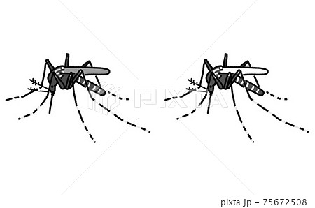 害虫 単体 ヒトスジシマカ イラスト 害虫 単体 ヒトスジシマカ イラスト 75672508