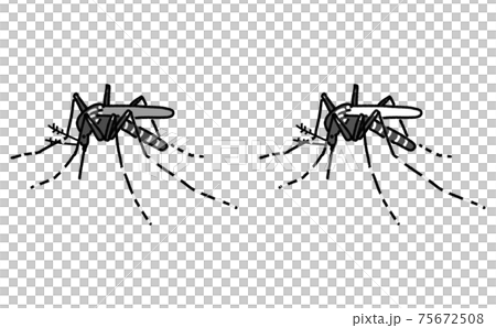 害虫 単体 ヒトスジシマカ イラスト 害虫 単体 ヒトスジシマカ イラスト 75672508