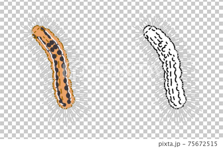 害虫 単体 チャドクガ 幼虫 イラスト 害虫 単体 チャドクガ 幼虫 イラスト 75672515