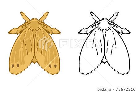 害虫 単体 チャドクガ 成虫 イラスト 75672516