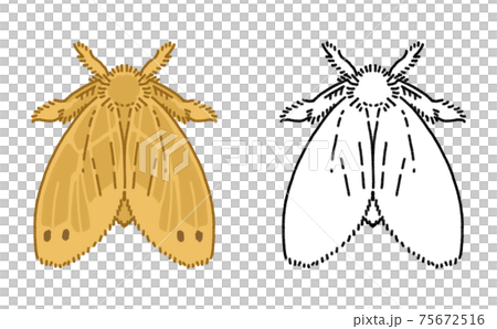 害虫 単体 チャドクガ 成虫 イラスト 75672516