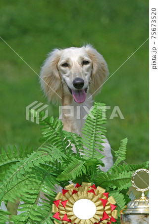 Sitting dog Sitting dog 75673520