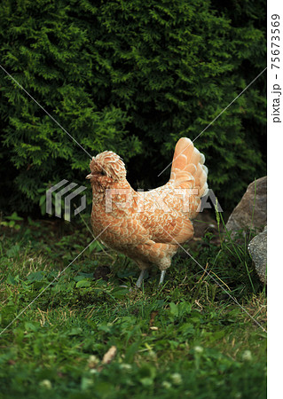 Polish orange chicken crested on grass in summer 75673569