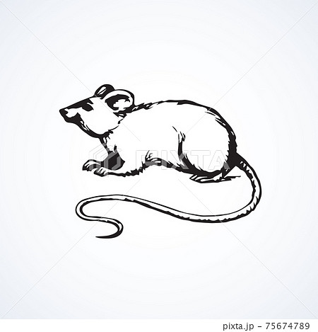 Mouse. Vector drawing Mouse. Vector drawing 75674789