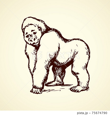 Gorilla. Vector illustration 75674790