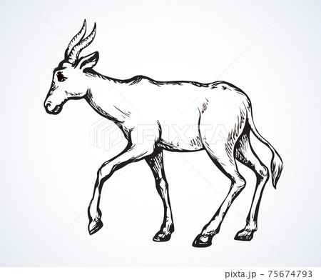 Antelope. Vector illustration Antelope. Vector illustration 75674793