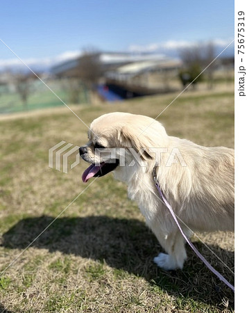 子犬の散歩 子犬の散歩 75675319