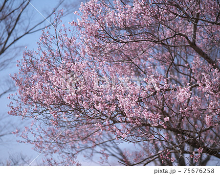 井頭公園 3月の梅 井頭公園 3月の梅 75676258