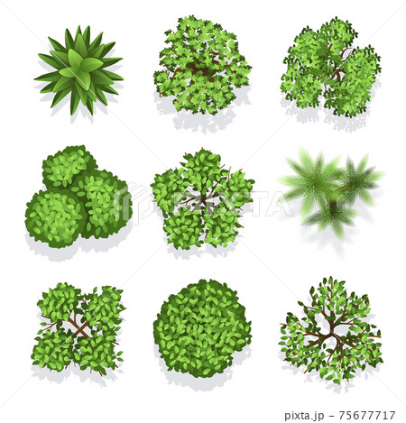 Top view different plants and trees set for architectural or landscape design Top view different plants and trees set for architectural or landscape design 75677717