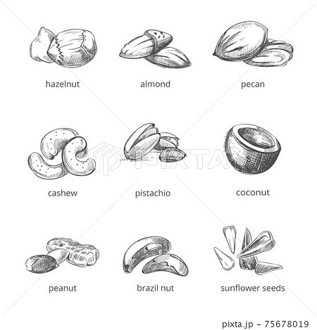 nuts set in hand drawn style 75678019