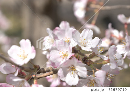 桜 淡めのアップ 桜 淡めのアップ 75679710