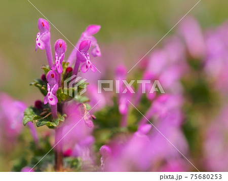 ホトケノザ ホトケノザ 75680253