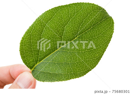 Green leaf Green leaf 75680301