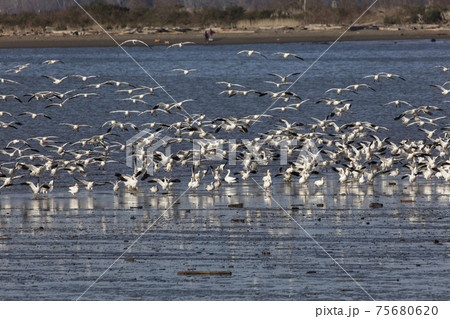 flying Snow goose flying Snow goose 75680620