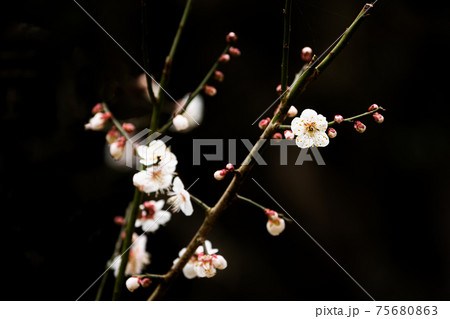 香りを漂わせながら咲き誇る梅の花の写真素材