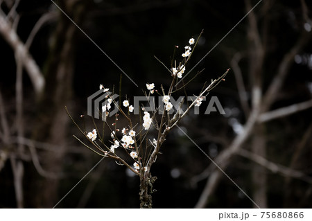 香りを漂わせながら咲き誇る梅の花の写真素材