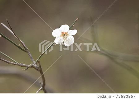 香りを漂わせながら咲き誇る梅の花の写真素材