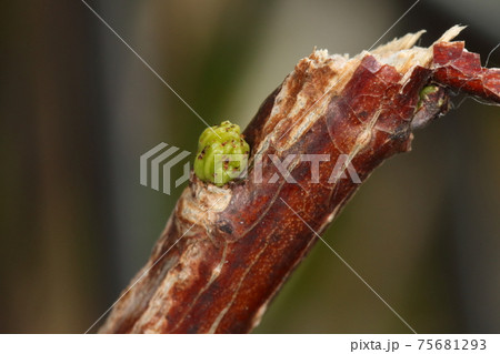 自然　植物　ヒトツバハギ、冬芽と葉痕。冬芽は小さく芽吹きの頃まで全く目立ちません 75681293