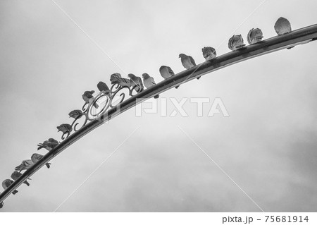 Rock Pigeon bird 75681914