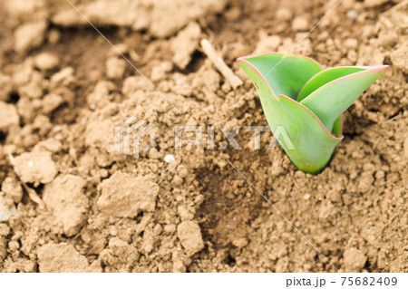 植物の発芽 自然イメージの写真素材