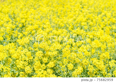 【菜の花】満開の菜の花畑 【菜の花】満開の菜の花畑 75682959
