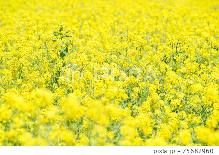 【菜の花】満開の菜の花畑 【菜の花】満開の菜の花畑 75682960