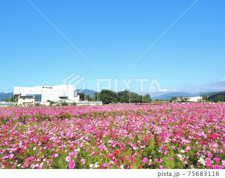 愛媛県東温市見奈良のコスモス畑 75683116