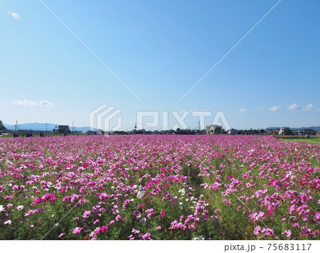 愛媛県東温市見奈良のコスモス畑 75683117