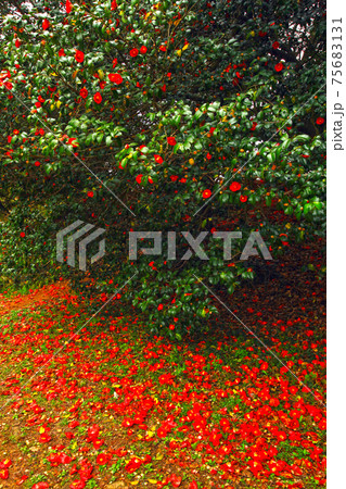 花 葉 木 75683131
