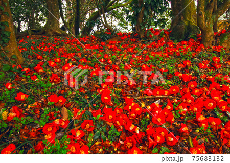 花 公園 万 75683132