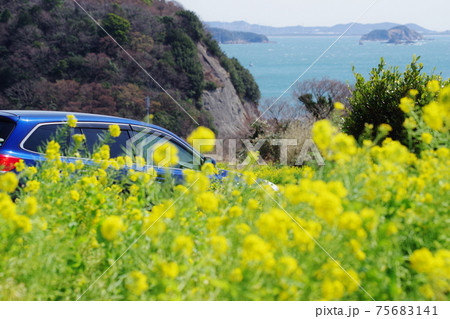 【菜の花】菜の花畑とアウトバックと海 75683141