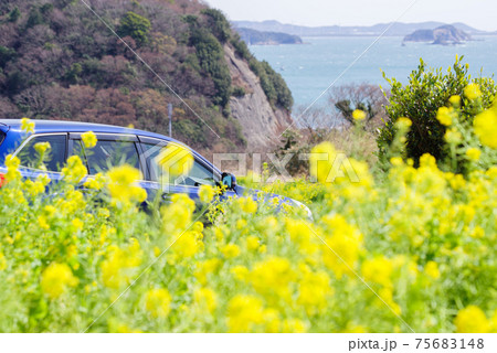 【菜の花】菜の花畑とアウトバックと海 75683148