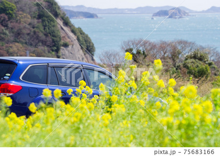 【菜の花】菜の花畑とアウトバックと海 75683166