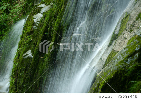 苔に映える寿老の滝の水の流れ 苔に映える寿老の滝の水の流れ 75683449