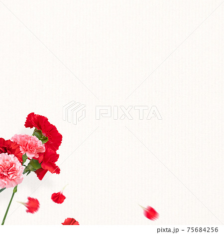 カーネーションと白い背景 - 複数のバリエーションがあります 75684256